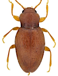 Holoparamecus (Holoparamecus) ragusae (Reitter, 1875)