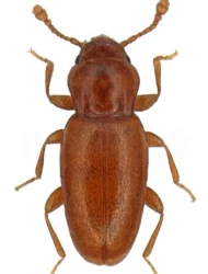 Holoparamecus (Holoparamecus) signatus (Wollaston, 1874)