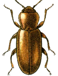Holoparamecus (Holoparamecus) singularis (Beck, 1817)