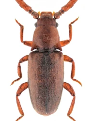 Pleganophorus bispinosus bispinosus (Hampe, 1855)