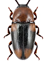 Combocerus glaber (Schaller, 1783)