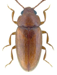 Cryptophilus integer (Heer, 1841)