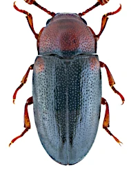 Dacne (Dacne) bipustulata (Thunberg, 1781)