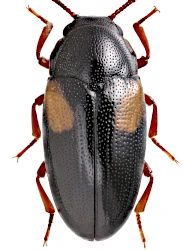 Dacne (Dacne) notata (Gmelin, 1790)