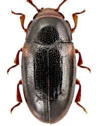 Dacne (Dacne) rufifrons (Fabricius, 1775)