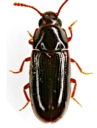 Pharaxonotha kirschii (Reitter, 1875)