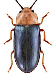 Triplax aenea (Schaller, 1783)