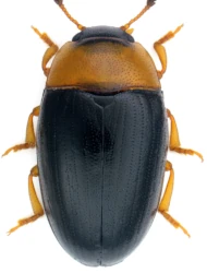 Triplax collaris (Schaller, 1783)