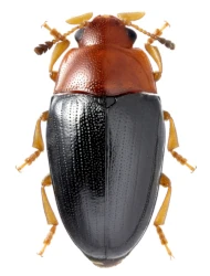 Triplax rufipes (Fabricius, 1781)