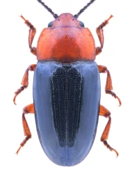 Triplax russica (Linnaeus, 1758)