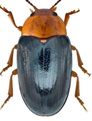 Triplax scutellaris (Charpentier, 1825)