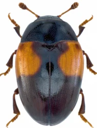 Tritoma (Tritoma) bipustulata (Fabricius, 1775)