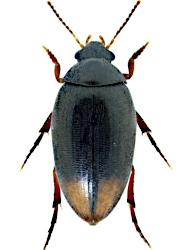 Eucinetus haemorrhoidalis (Germar, 1818), 3 - 3,6 mm