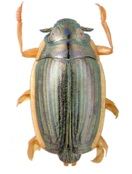 Aulonogyrus (Aulonogyrus) concinnus (Klug, 1834)