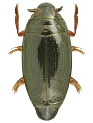 Gyrinus (Gyrinus ) colymbus (Erichson, 1837)
