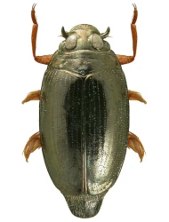 Gyrinus (Gyrinus ) distinctus (Aubé, 1838)