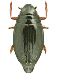 Gyrinus (Gyrinus ) marinus (Gyllenhal, 1808)