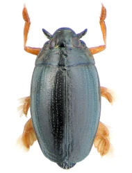 Gyrinus (Gyrinulus) minutus (Fabricius, 1798)