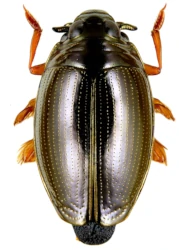Gyrinus (Gyrinus ) natator (Linnaeus, 1758)
