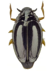 Gyrinus (Gyrinus ) substriatus (Stephens, 1828)
