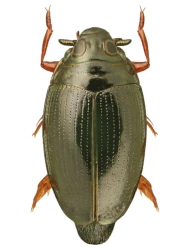 Gyrinus (Gyrinus ) suffriani (W. Scriba, 1855)