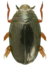 Gyrinus (Gyrinus ) urinator (Illiger, 1807)