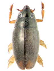 Orectochilus villosus villosus (O.F. Müller, 1776)