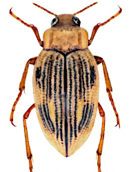 Brychius elevatus (Panzer, 1793)