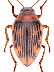 Haliplus (Haliplidius) confinis (Stephens, 1828)