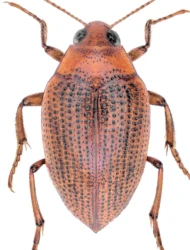 Haliplus (Liaphlus) flavicollis (Sturm, 1834)