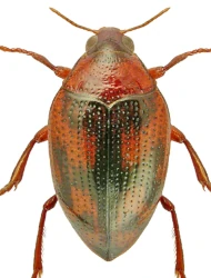 Haliplus (Haliplus) fulvicollis (Erichson, 1837)
