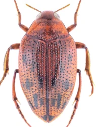 Haliplus (Liaphlus) fulvus (Fabricius, 1801)