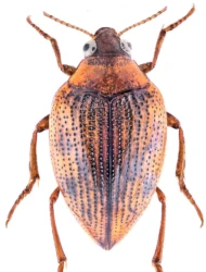 Haliplus (Haliplus) heydeni (Wehncke, 1875)