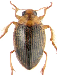 Haliplus (Haliplus) immaculatus (Gerhardt, 1877)