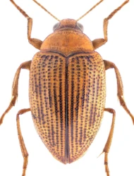 Haliplus (Liaphlus) laminatus (Schaller, 1783)