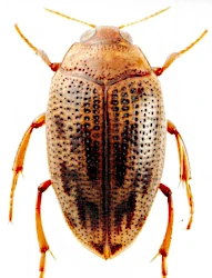 Haliplus (Liaphlus) maculatus (Motschulsky, 1860)