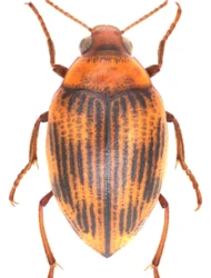 Haliplus (Haliplidius) obliquus (Fabricius, 1787)