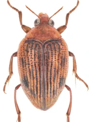 Haliplus (Haliplus) ruficollis (De Geer, 1774)