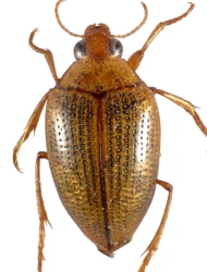 Haliplus (Haliplus) sibiricus (Motschulsky, 1860)