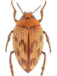Haliplus (Liaphlus) variegatus (Sturm, 1834)
