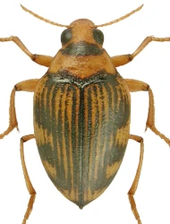 Haliplus (Haliplidius) varius (Nicolai, 1822)