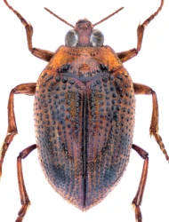Peltodytes caesus (Duftschmid, 1805)