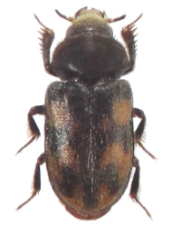 Augyles (Augyles) pruinosus (Kiesenwetter, 1851)