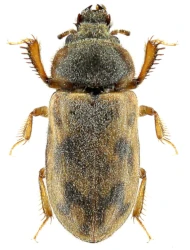 Heterocerus flexuosus (Stephens, 1828)