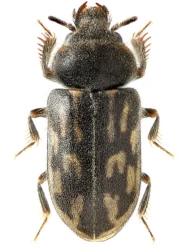 Heterocerus fusculus fusculus (Kiesenwetter, 1843)