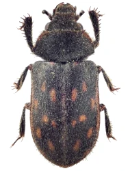 Heterocerus obsoletus (Curtis, 1828)