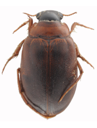 Hygrobia australasiae
