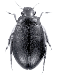 Hygrobia davidi