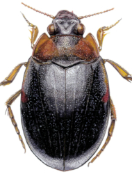 Hygrobia wattsi