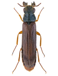 Elateroides dermestoides (Linnaeus, 1761), ♂, 6 - 18 mm